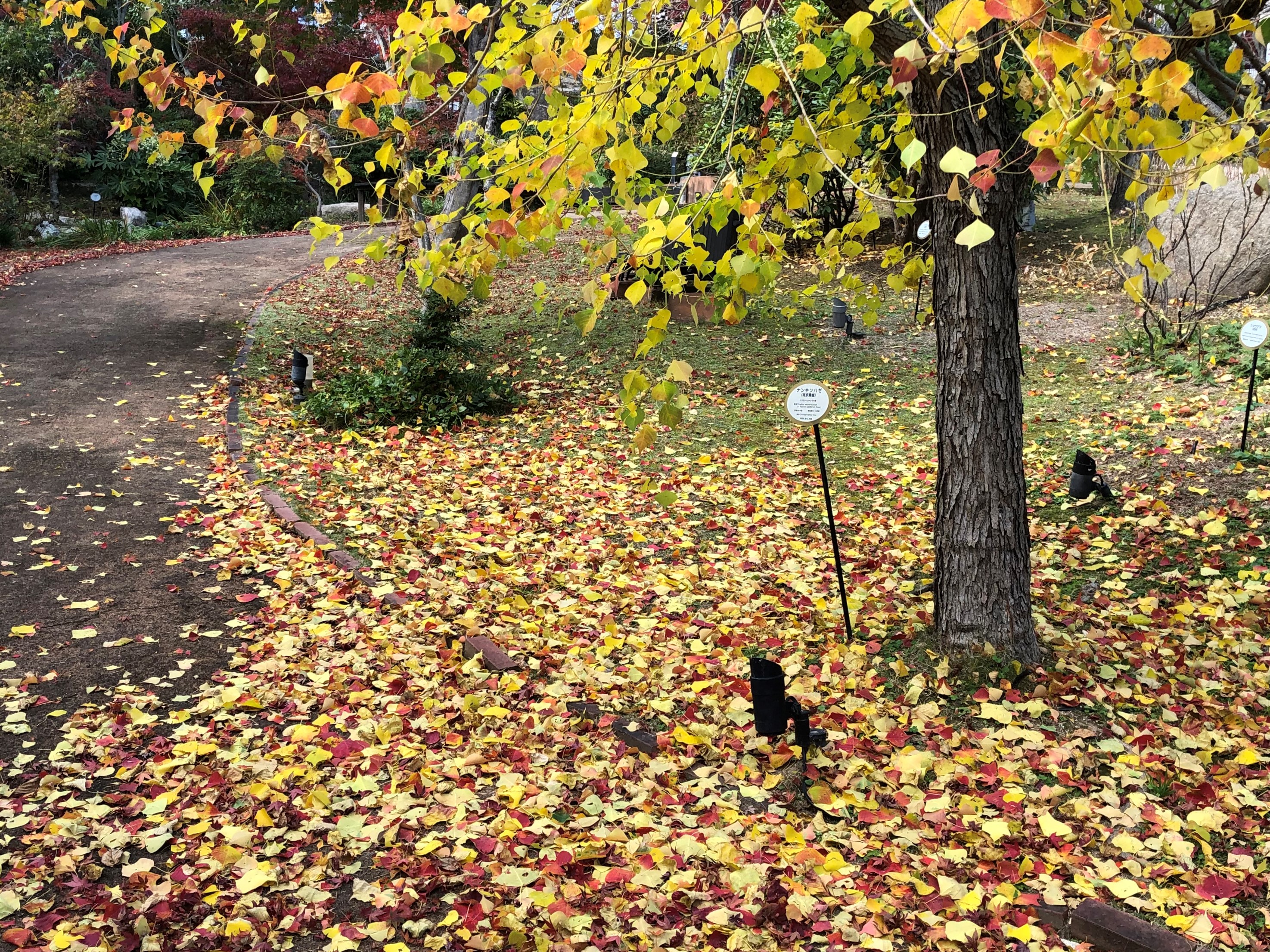 杜の遊歩道　イチョウ　紅葉　コウヨウ